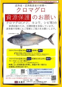 (速報）令和6年度のクロマグロ遊魚の採捕数量が決定！！　